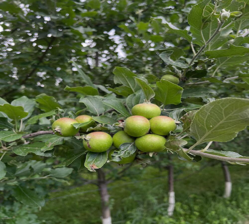 green applies on a branch of green leaves in an apple orchard